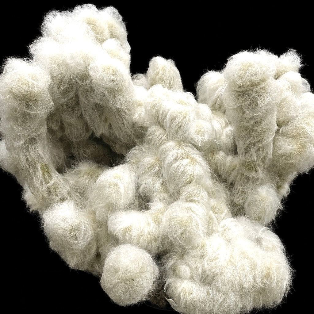 Espostoa ritterii raro cactus bianco peloso con fusti lanosi densi e forma cilindrica