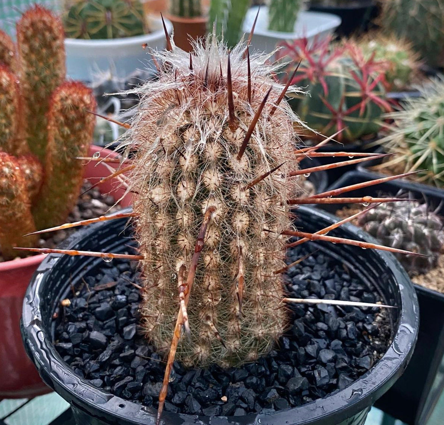 Espostoa ruficeps cactus with long reddish spines and white hair in black pot
