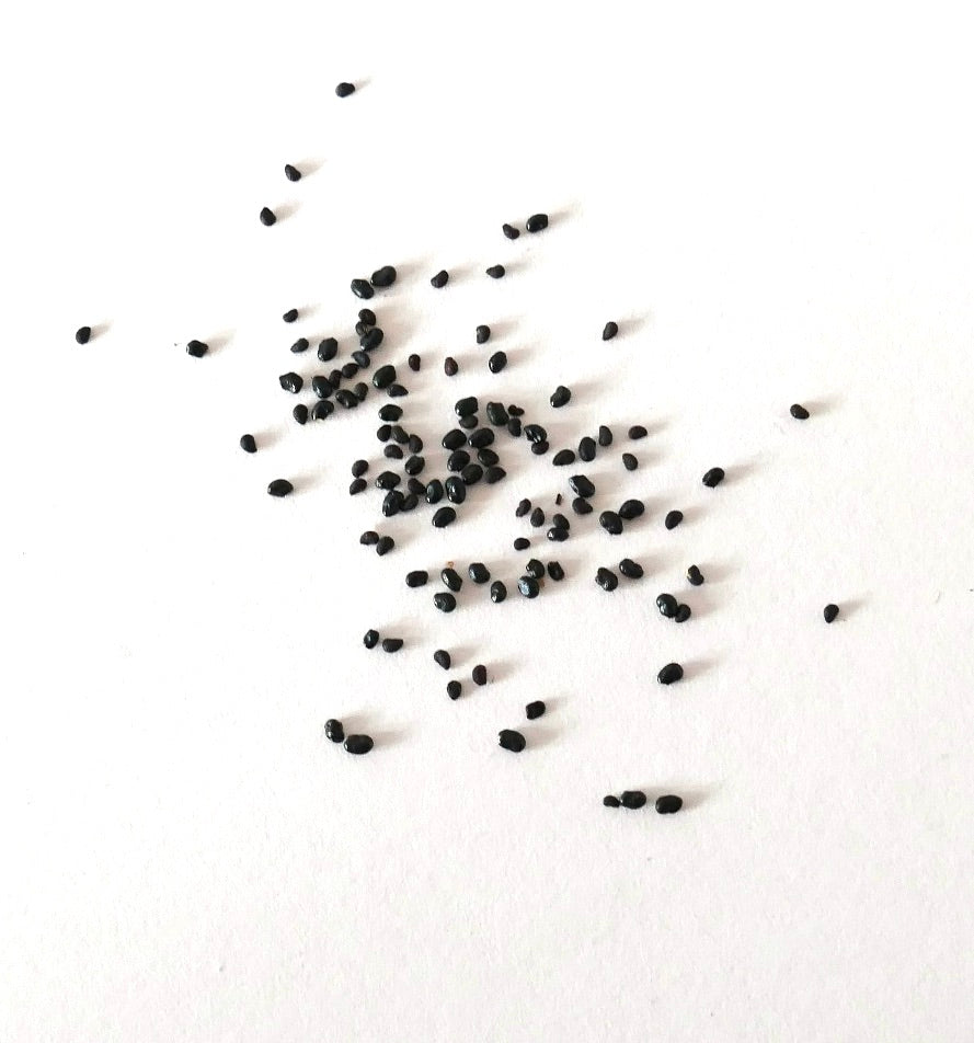 Espostoa ruficeps cactus seeds scattered on white background for propagation