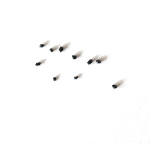 Espostoa ruficeps cactus seeds scattered on white background
