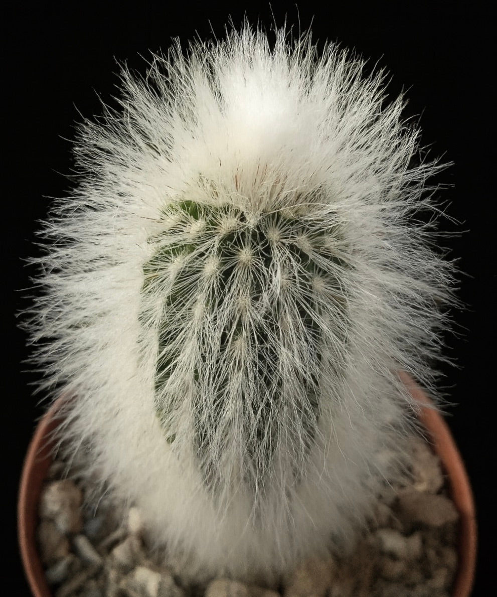Espostoa ruficeps var. densispinus rare white hairy cactus in small pot with rocky soil