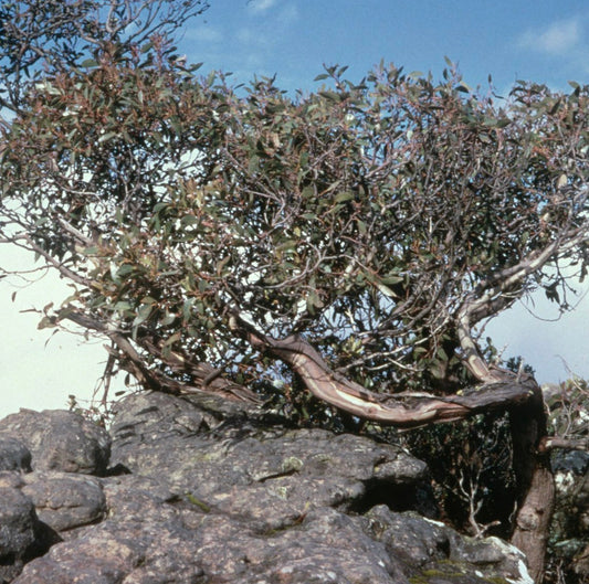 Eucalyptus alpina | Mountain Grampians Eucalyptus | SEEDS