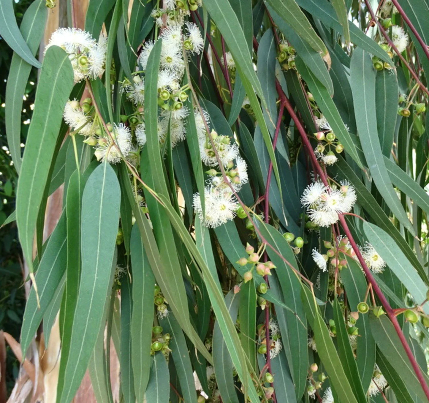 Eucalyptus camaldulensis | River Red Gum Seeds | SEEDS