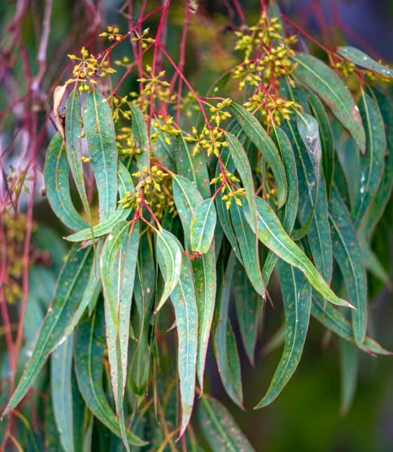Eucalyptus camaldulensis foglie verdi sottili con piccoli boccioli di fiori gialli su steli rossi