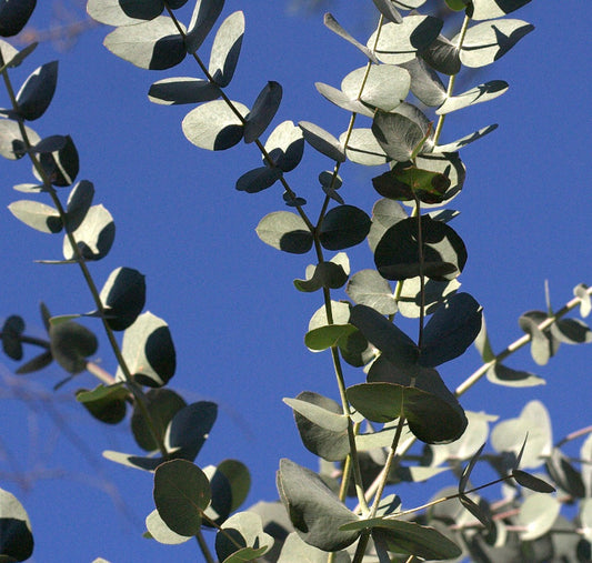Eucalyptus cinerea  | Silver Dollar Eucalyptus | Argyle Apple | SEEDS