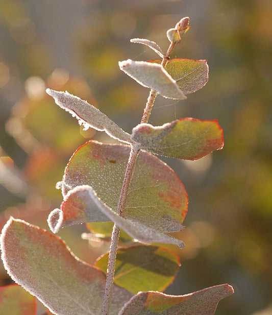 Foglie rotonde morbide di Eucalyptus cinerea color argento con bordi rossastri, primo piano alla luce del sole