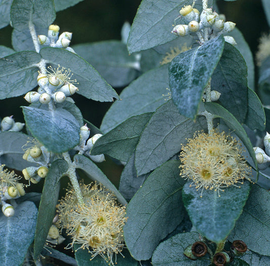 Eucalyptus crenulata 20-30cm | Buxton gum | Silver gum