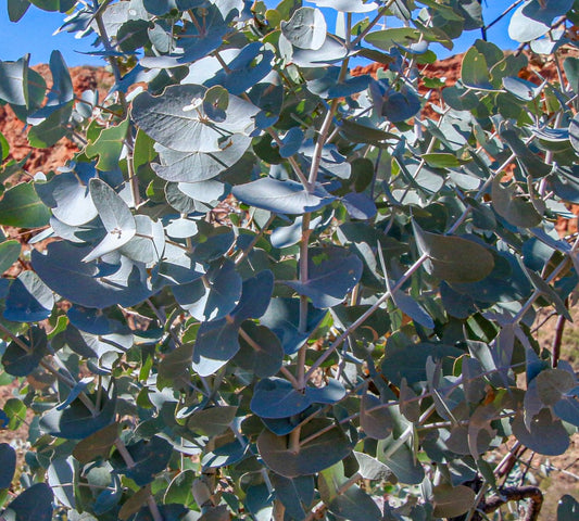 Eucalyptus gamophylla | Blue Leaved Mallee Seeds | SEEDS
