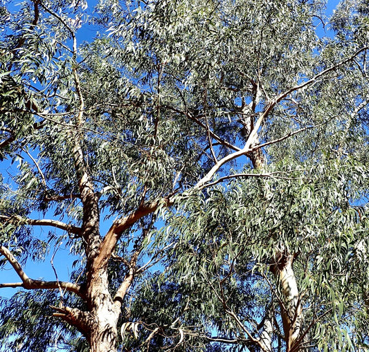 Eucalyptus globulus tall tree with smooth bark and elongated green leaves against blue sky
