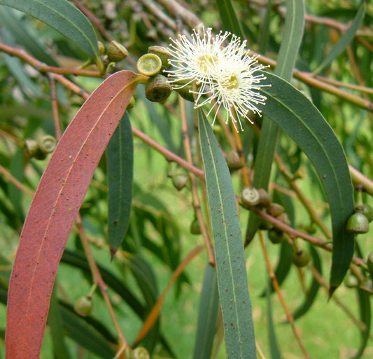 Eucalyptus parvifolia foglie verdi sottili con fiori bianchi soffici e capsule di semi