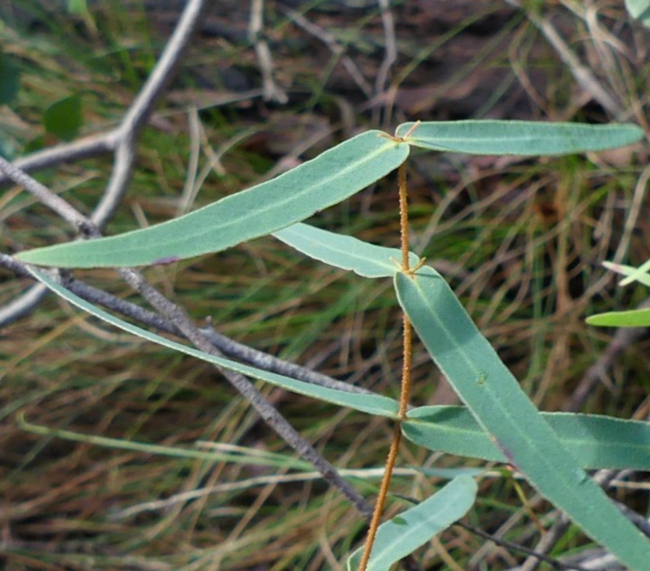 Eucalyptus radiata | Forth River Peppermint | SEEDS