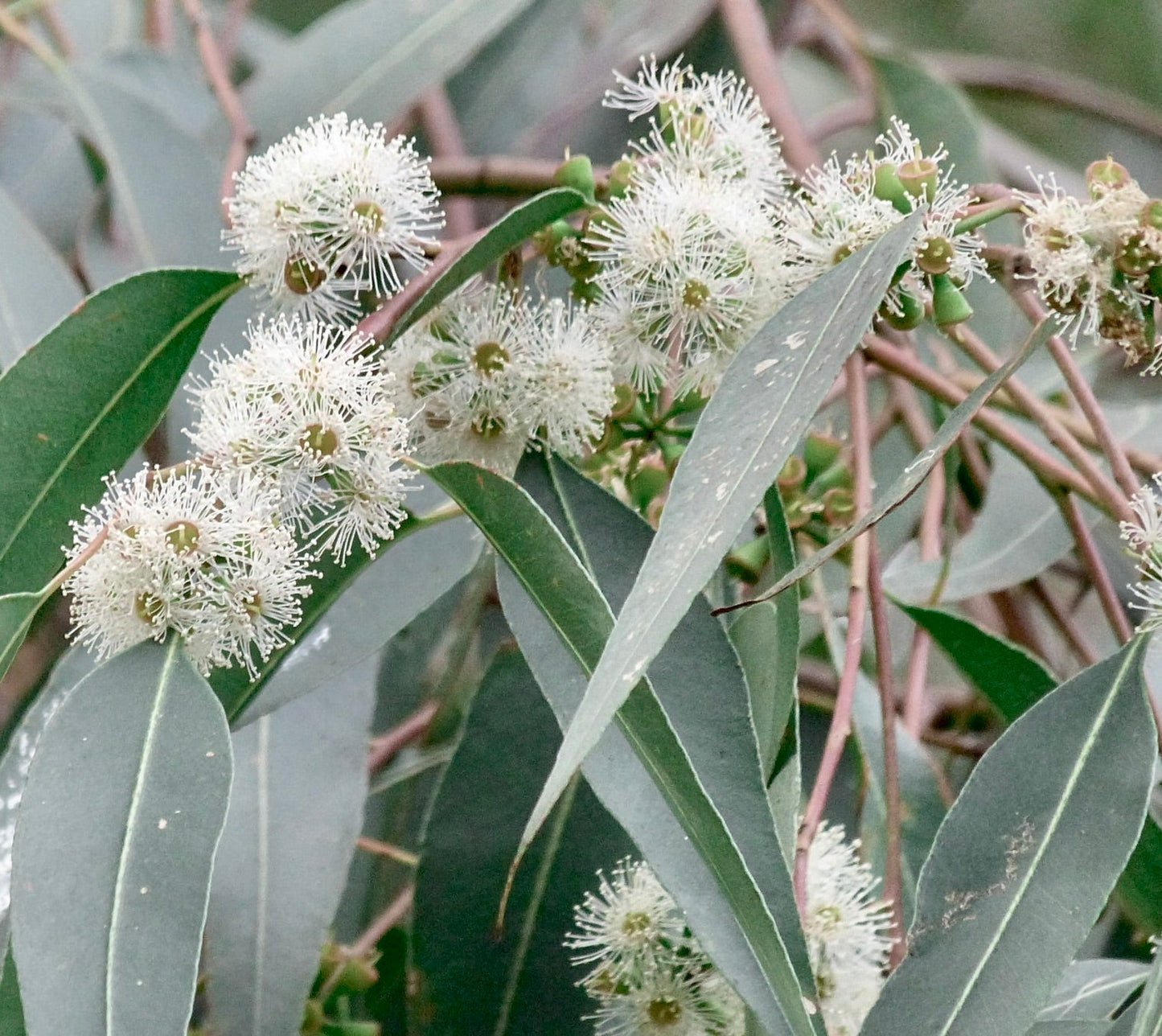 Fiori bianchi soffici e delicati di Eucalyptus viminalis con foglie verdi allungate, in primo piano
