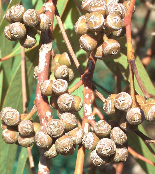 Eucalyptus × trabutii clusters of dry woody seed capsules on reddish stems with green leaves