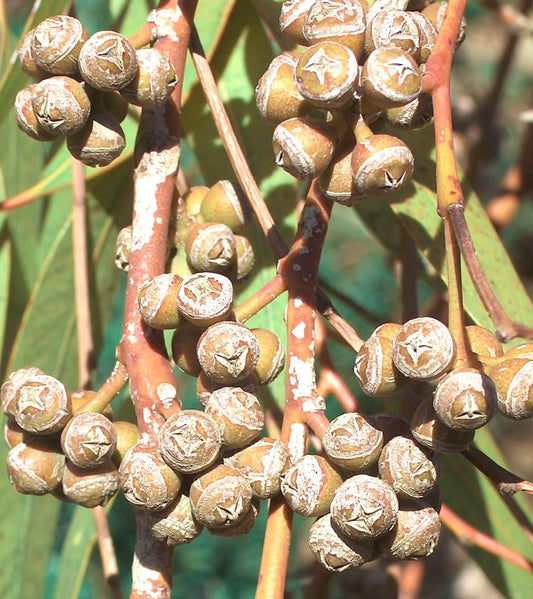 Eucalyptus × trabutii grappoli di capsule legnose di semi su steli rossastri con foglie verdi