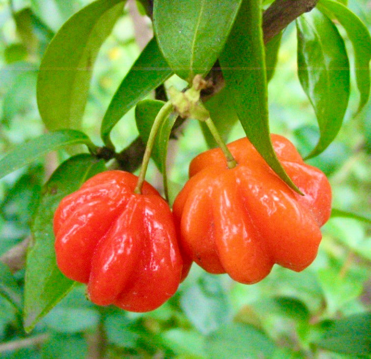 Frutto rosso acceso e costoluto di Eugenia uniflora con foglie verdi lucide in primo piano