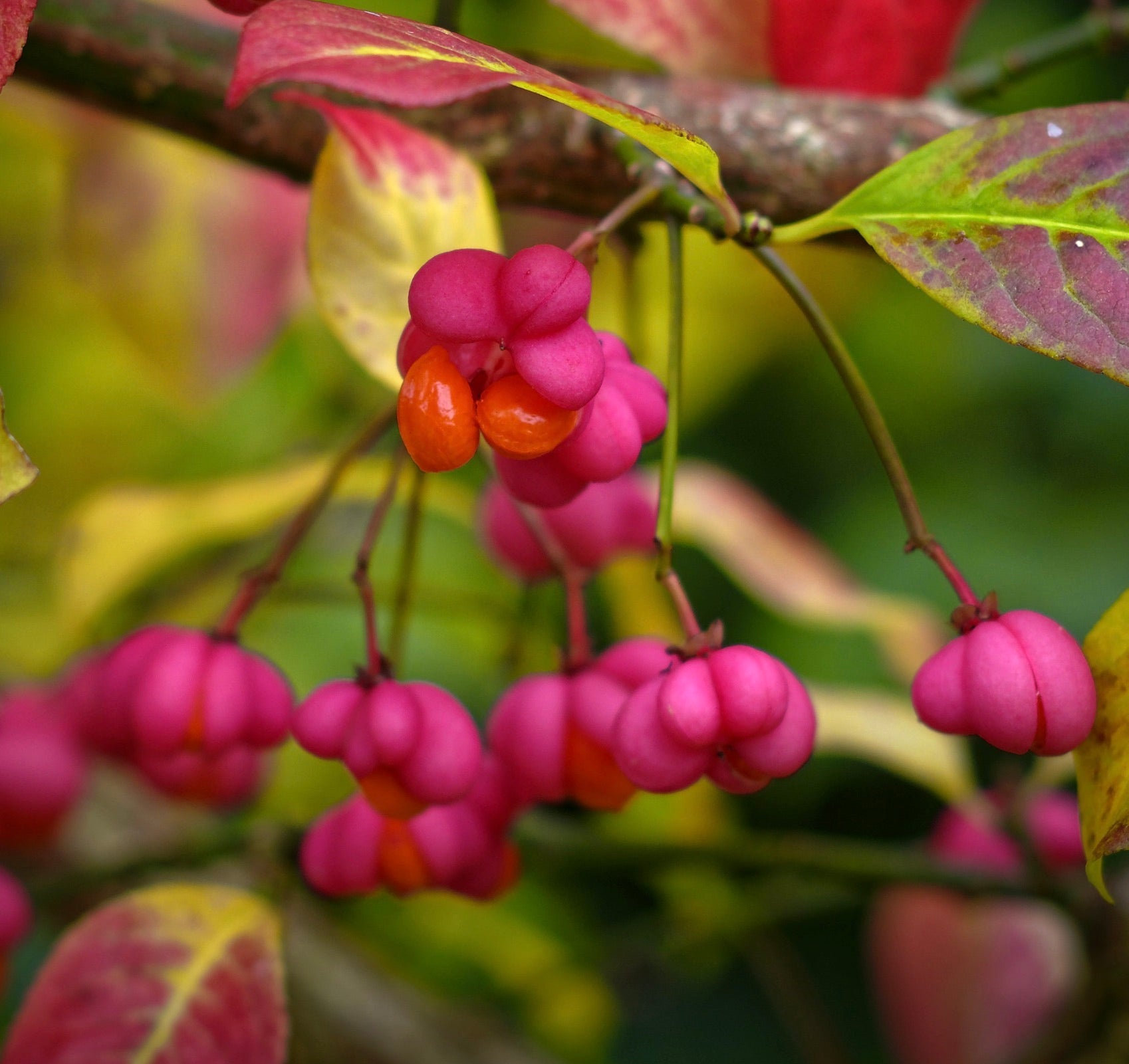 Capsule di semi rosa brillante di Euonymus europaeus con semi arancioni e foglie variegate