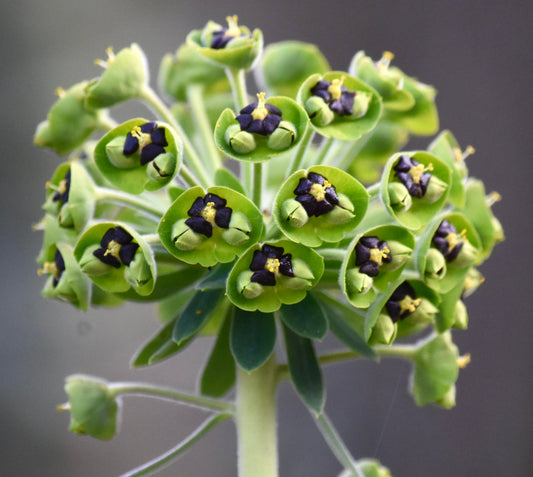 Euphorbia characias 10-15cm | Mediterranean spurge | Milkweed spurge