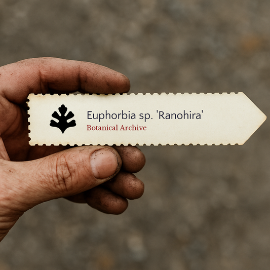 Etichetta stampata per pianta Euphorbia sp. 'Ranohira' tenuta a mano con sfondo di terra