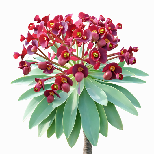 Euphorbia atropurpurea succulenta con foglie verdi e vibranti fiori rosso-porpora