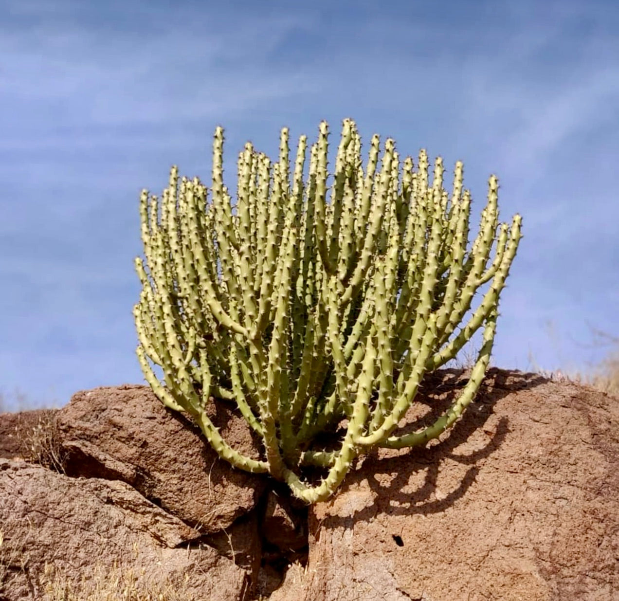 Euphorbia caducifolia succulent shrub with spiny segmented stems growing on rocky terrain
