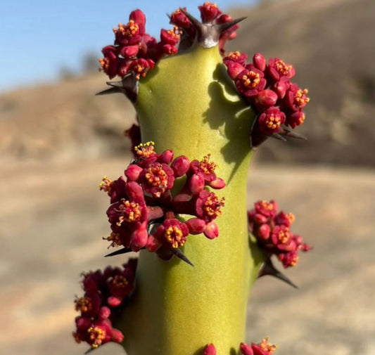 Fusto succulento di Euphorbia caducifolia con grappoli di piccoli fiori rossi e spine appuntite