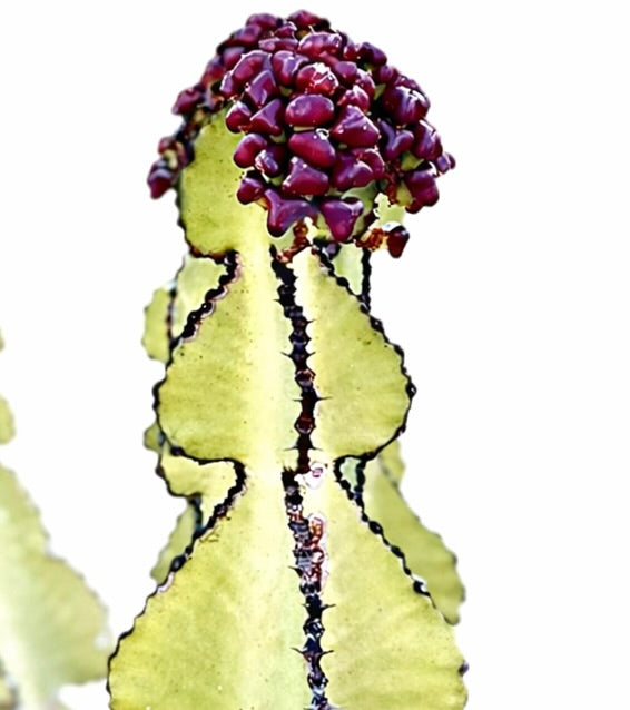 Euphorbia cooperi cactus succulento con fusto verde segmentato e crescita viola raggruppata sulla sommità