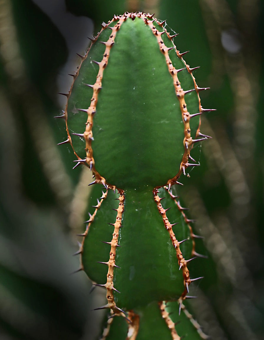 Euforbia cooperi succulenta cactus con steli segmentati verdi e spine appuntite marroni