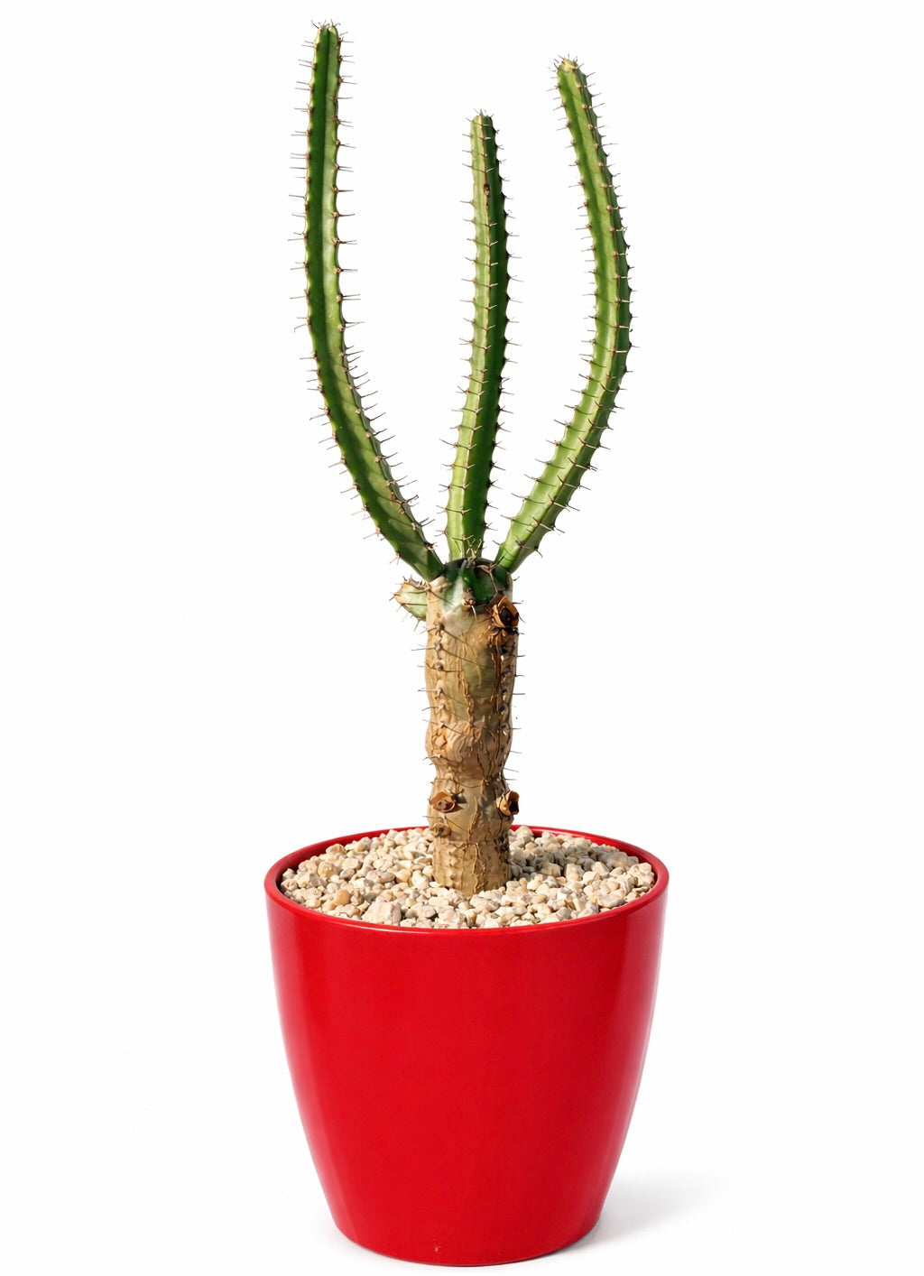 Euphorbia curvirama succulenta cactus con tre steli verdi alti in vaso rosso