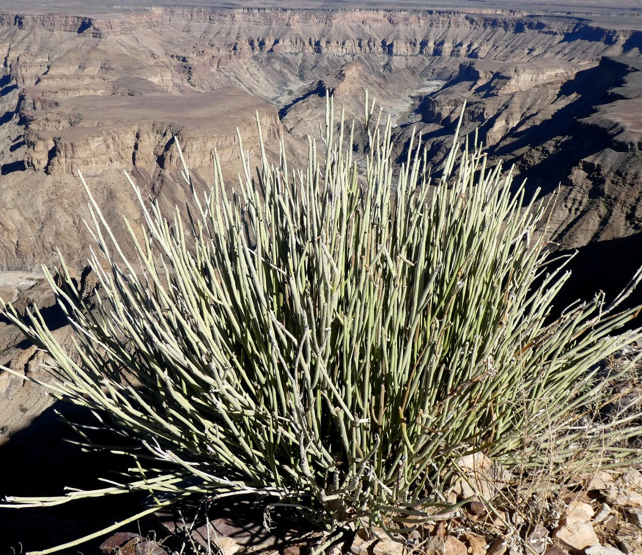 Euphorbia damarana, cespuglio succulento spinoso con sottili steli verde pallido in un ambiente desertico roccioso
