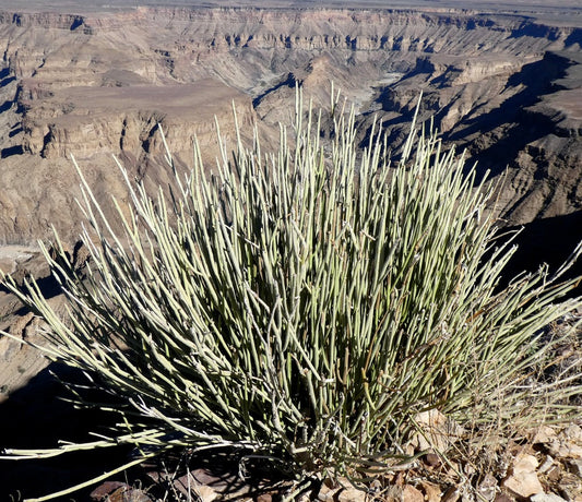 Euphorbia damarana succulent spiny shrub with slender pale green stems in rocky desert environment