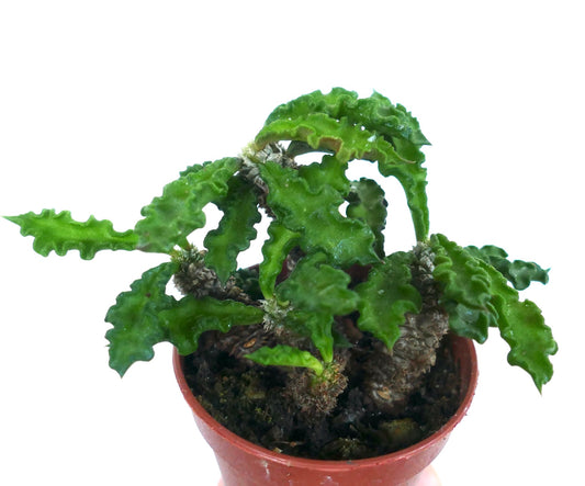 Euphorbia decaryi var. spirosticha succulent with wavy green leaves and textured stems in small pot