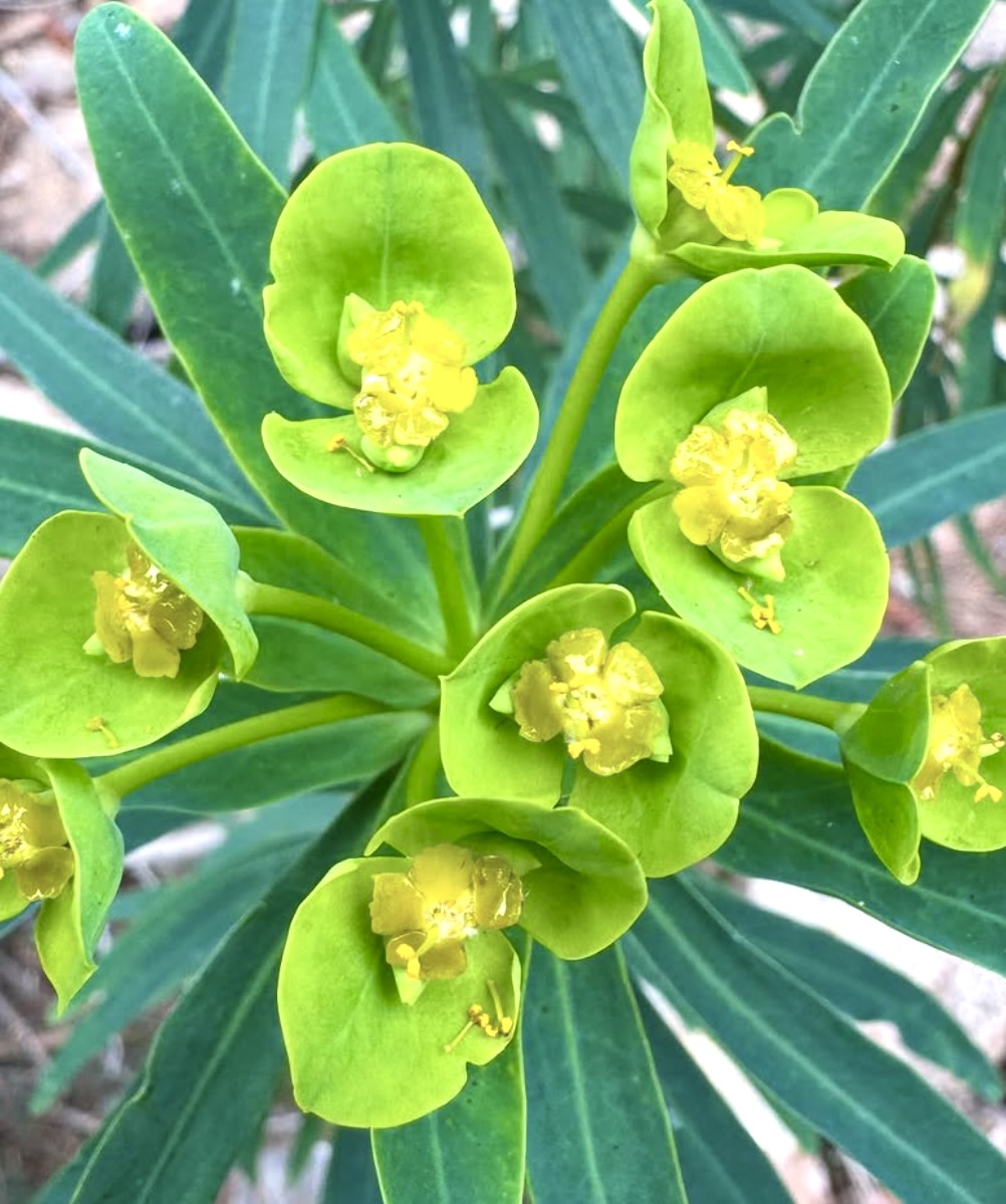 Euphorbia dendroides, cespuglio succulento verde brillante con fiori gialli a forma di coppa e foglie lanceolate