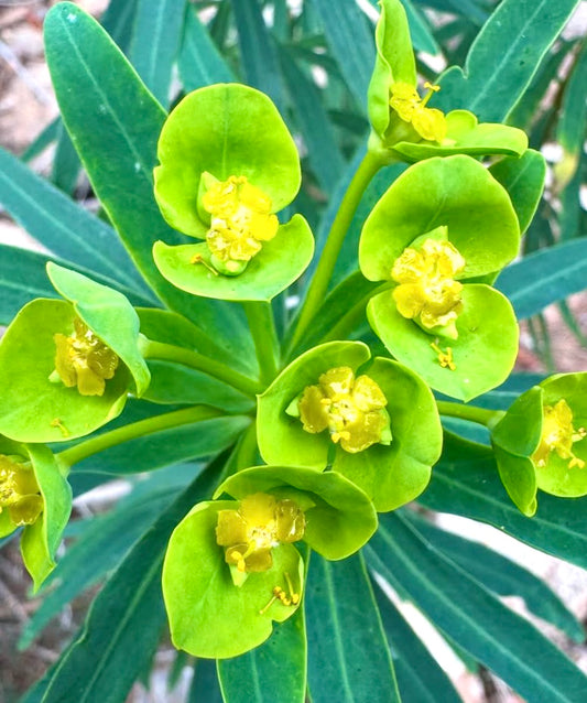 Euphorbia dendroides, cespuglio succulento verde brillante con fiori gialli a forma di coppa e foglie lanceolate