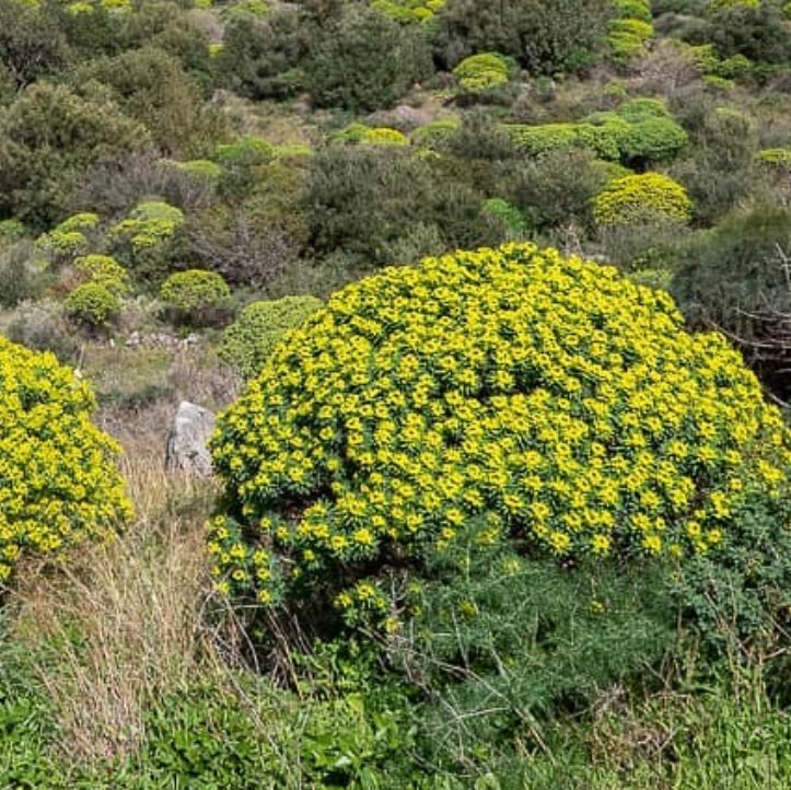 Euphorbia dendroides dense shrub with bright yellow flowers in natural habitat
