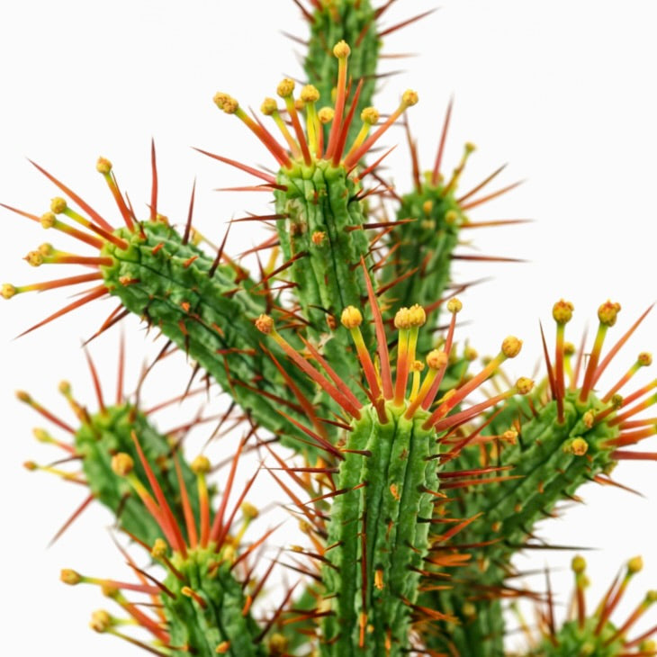 Euphorbia enopla succulent cactus with bright red spines and yellow flower buds