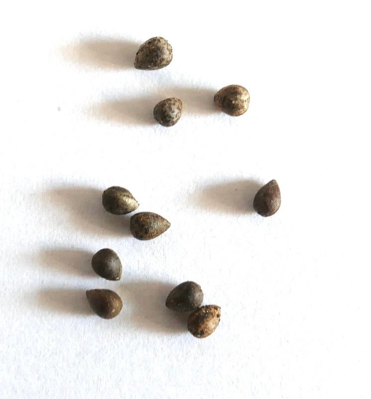 Euphorbia ferox seeds on white background for succulent propagation