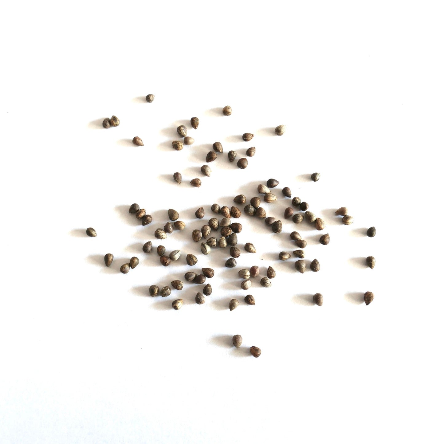 Euphorbia ferox small brown succulent seeds scattered on white background