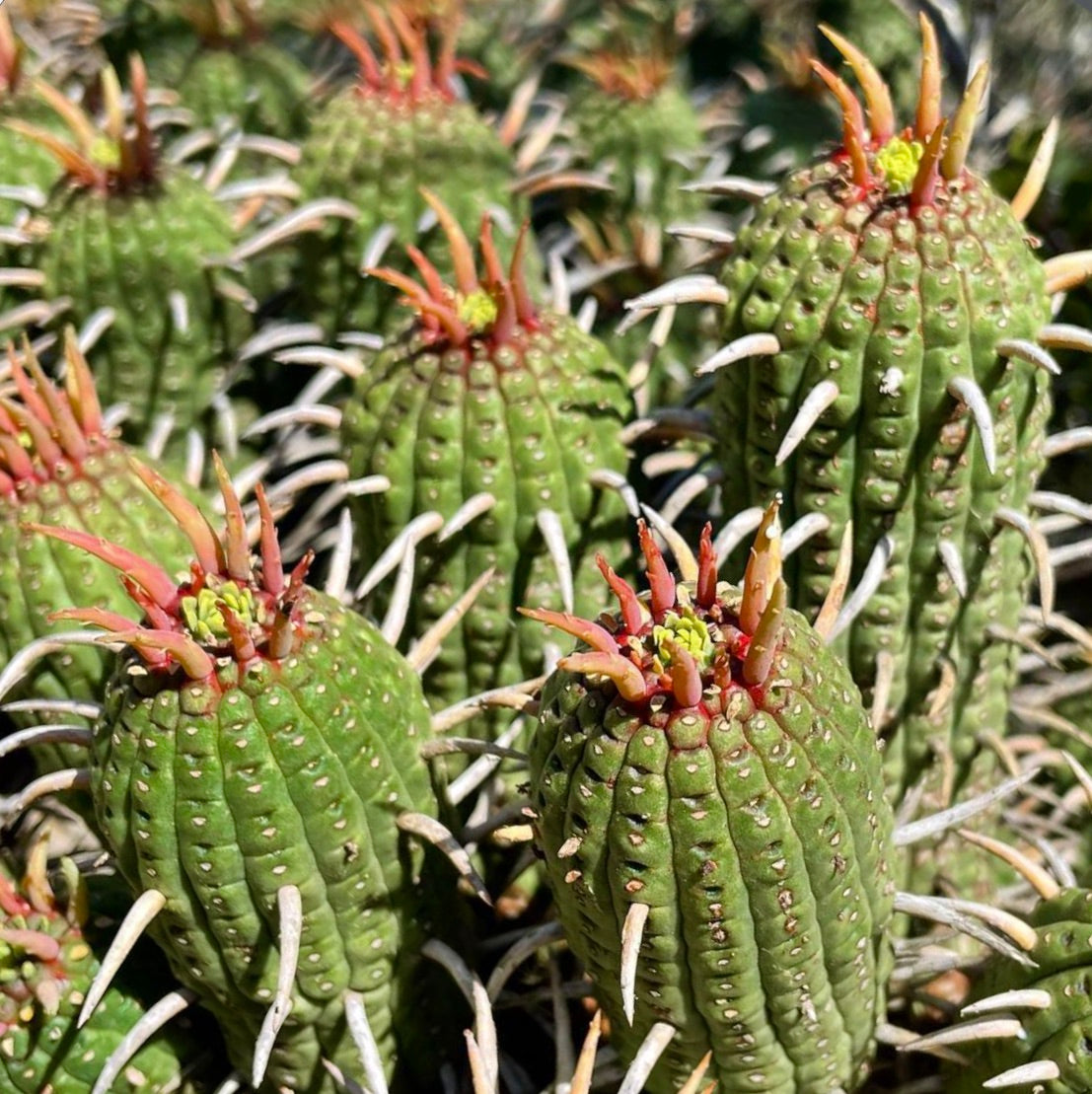 Euphorbia ferox succulent with green ribbed stems and prominent reddish spines close-up