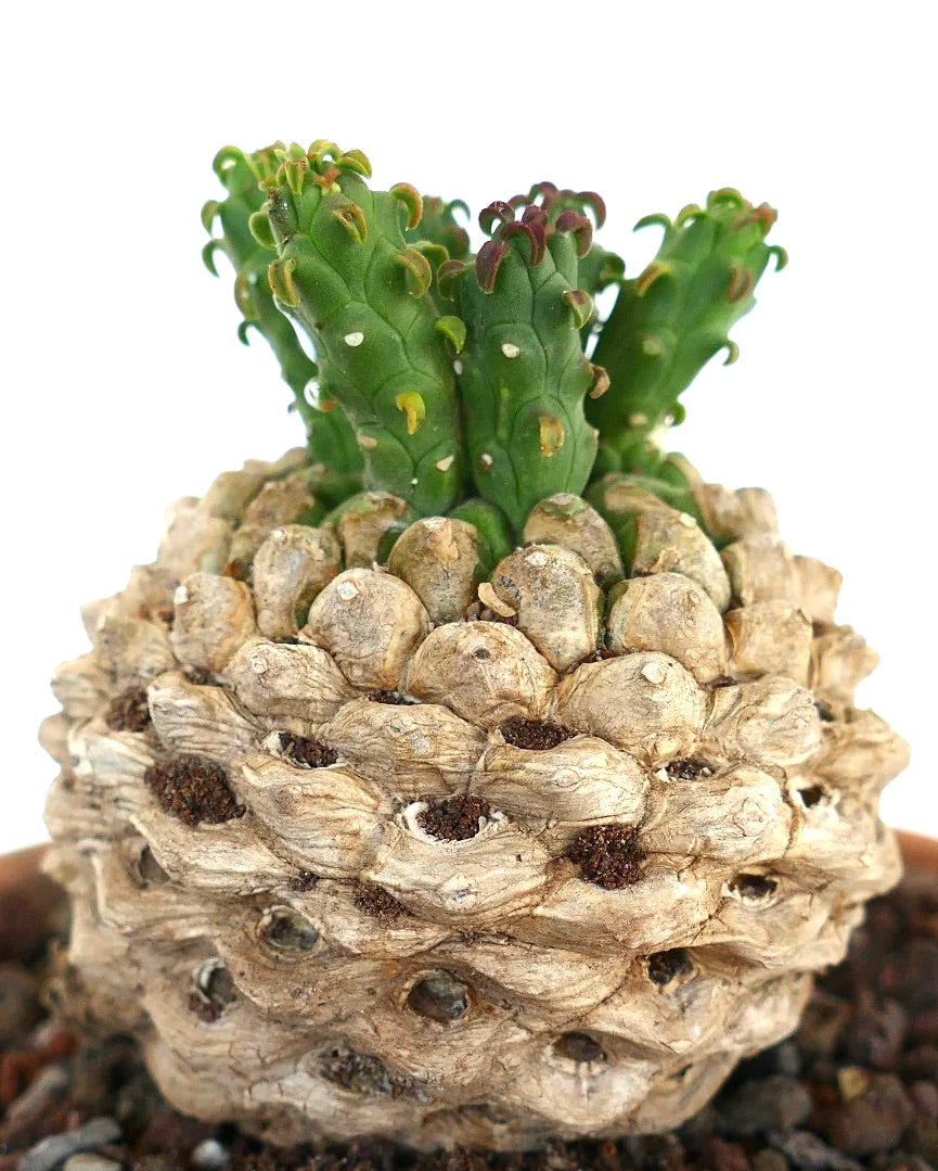 Euphorbia flanaganii succulent with thick woody caudex and green curved stems with small spines