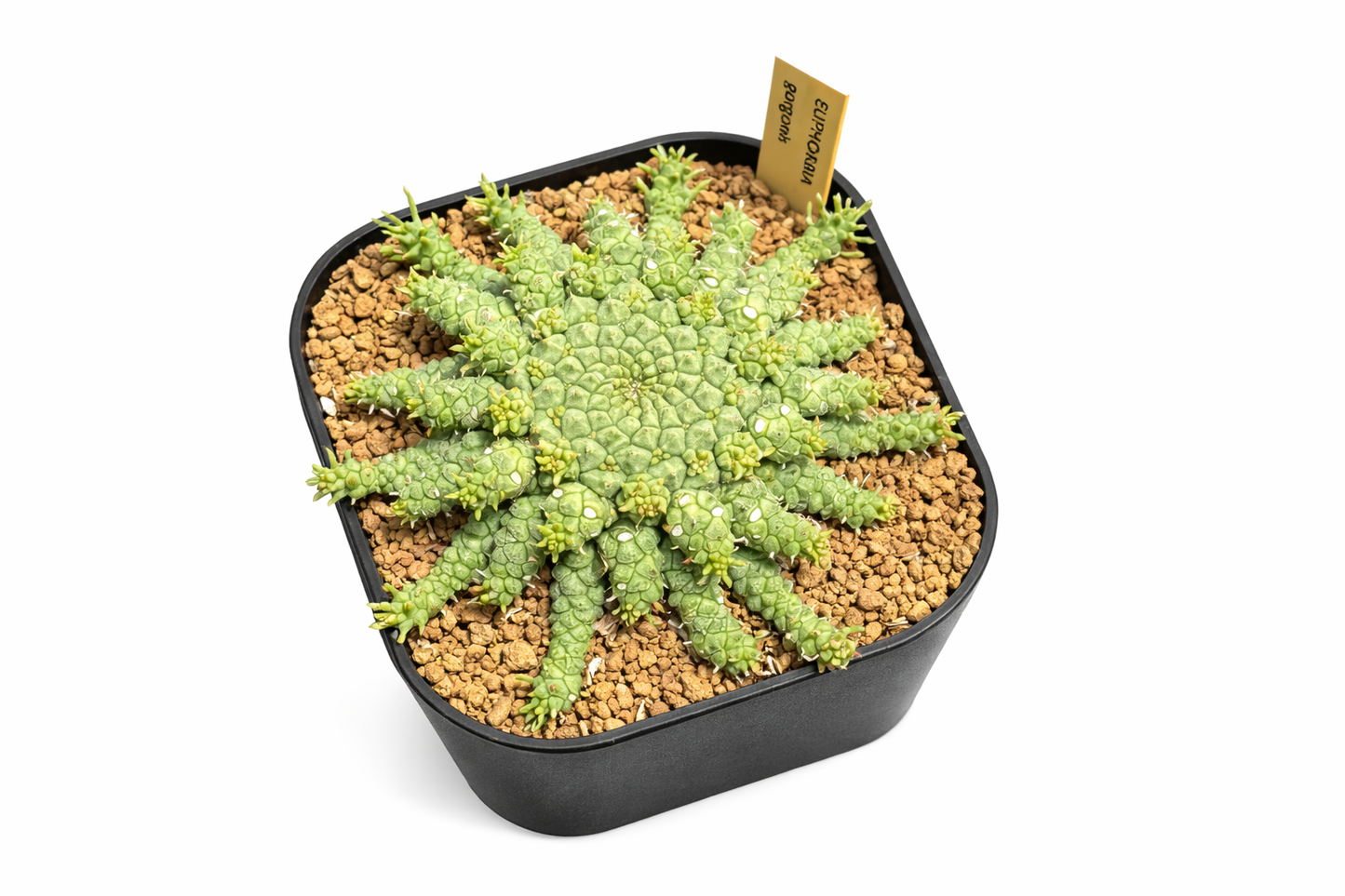 Euphorbia gorgonis succulenta con steli spinosi radiali in vaso quadrato nero