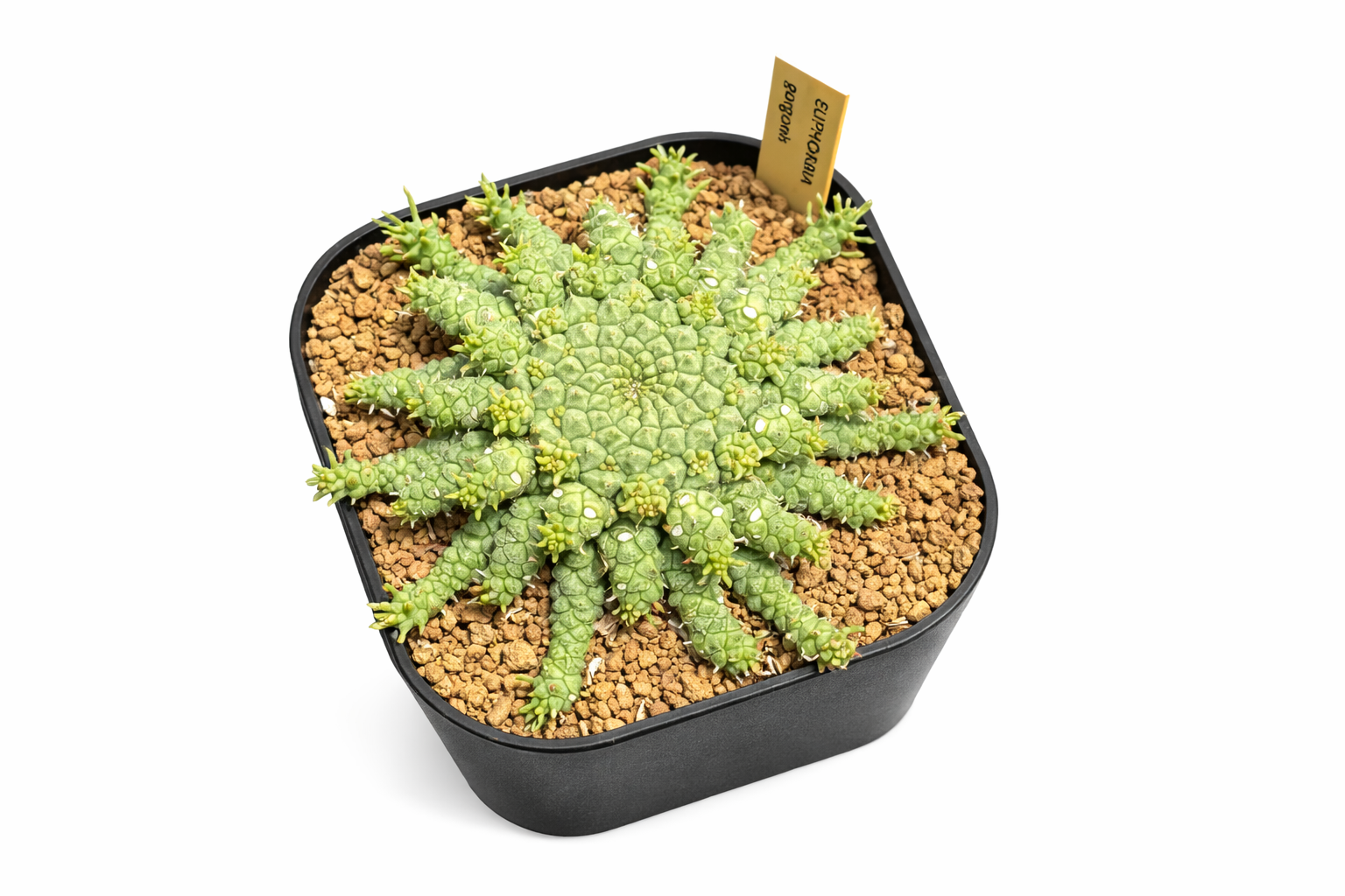 Euphorbia gorgonis succulenta con steli spinosi radiali in vaso quadrato nero