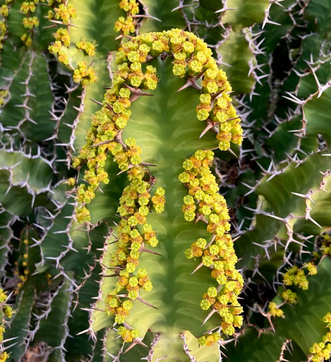 Euphorbia grandicornis succulent cactus with green ridged stems and small yellow flowers