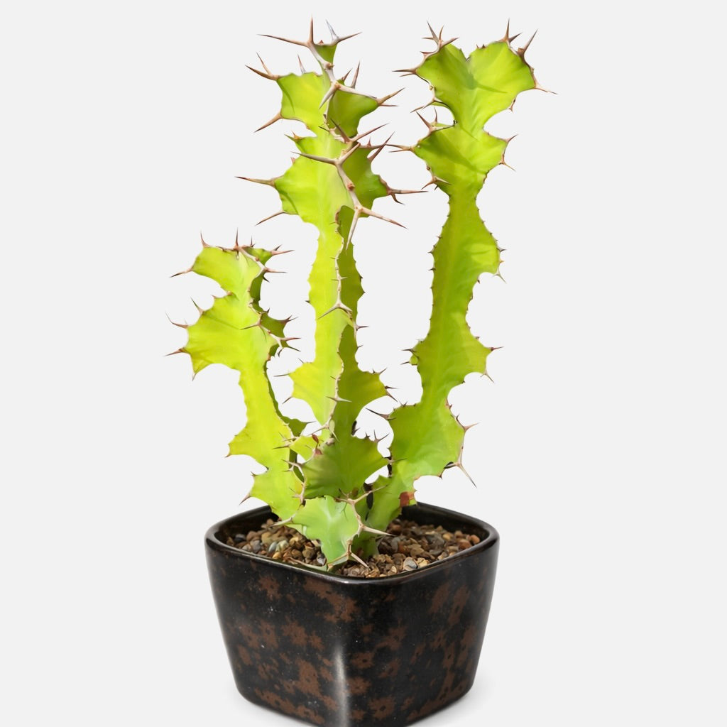 Euphorbia grandidens succulent with bright green wavy stems and sharp brown spines in black pot