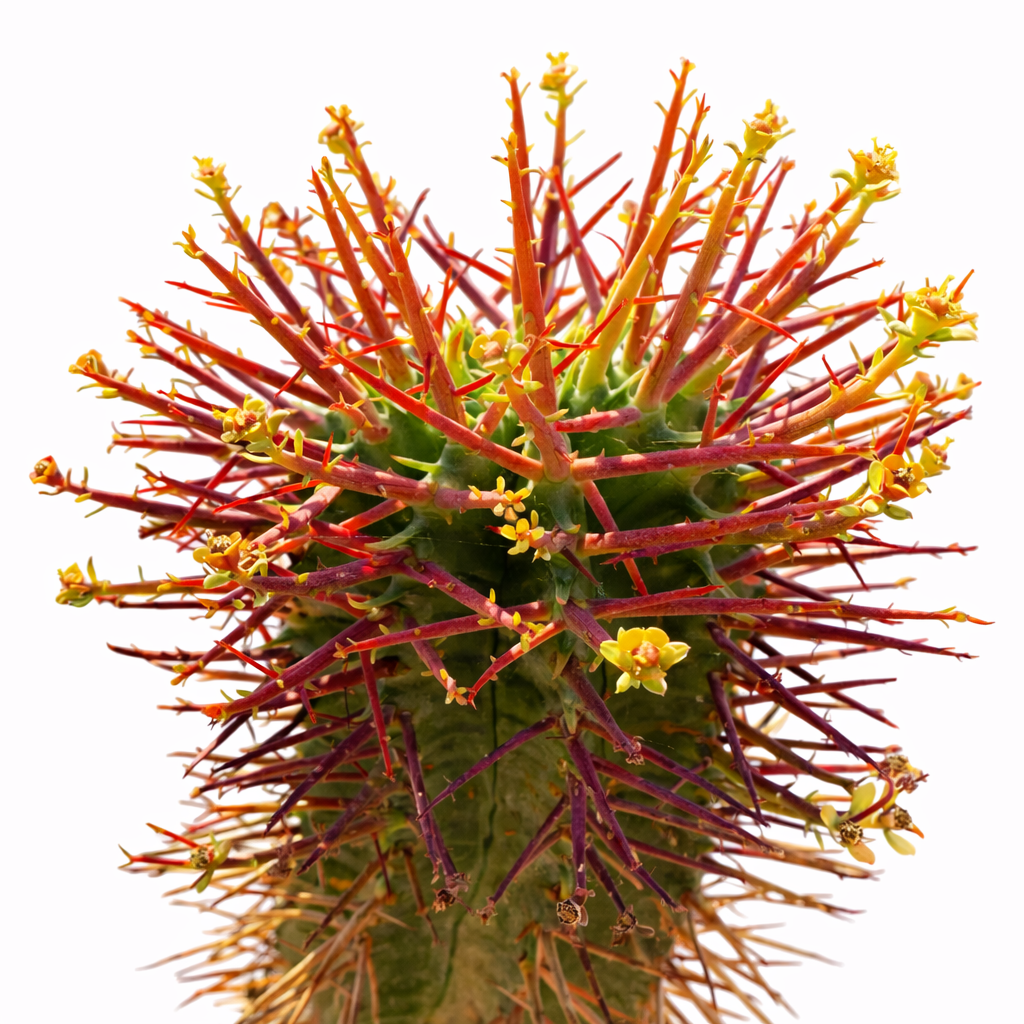Euphorbia horrida var. noordveldensis succulent cactus with red spines and small yellow flowers