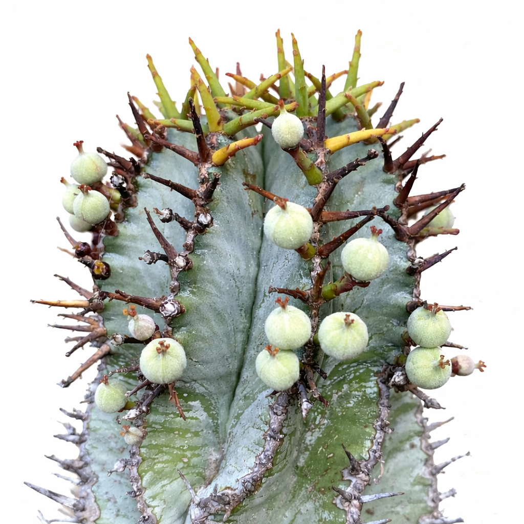 Euphorbia inconstantia succulent with green fruit and prominent brown spines close-up
