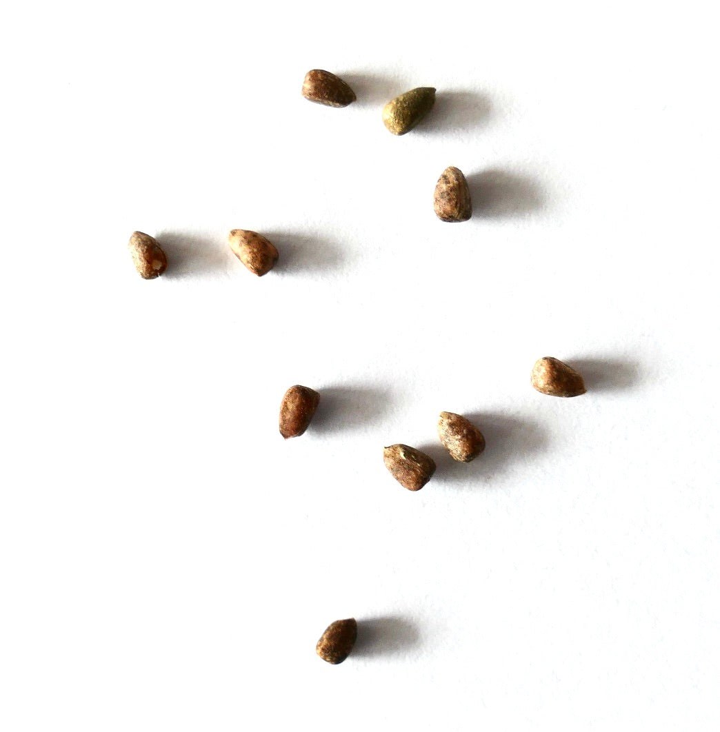 Euphorbia inermis small brown seeds for succulent plant propagation on white background