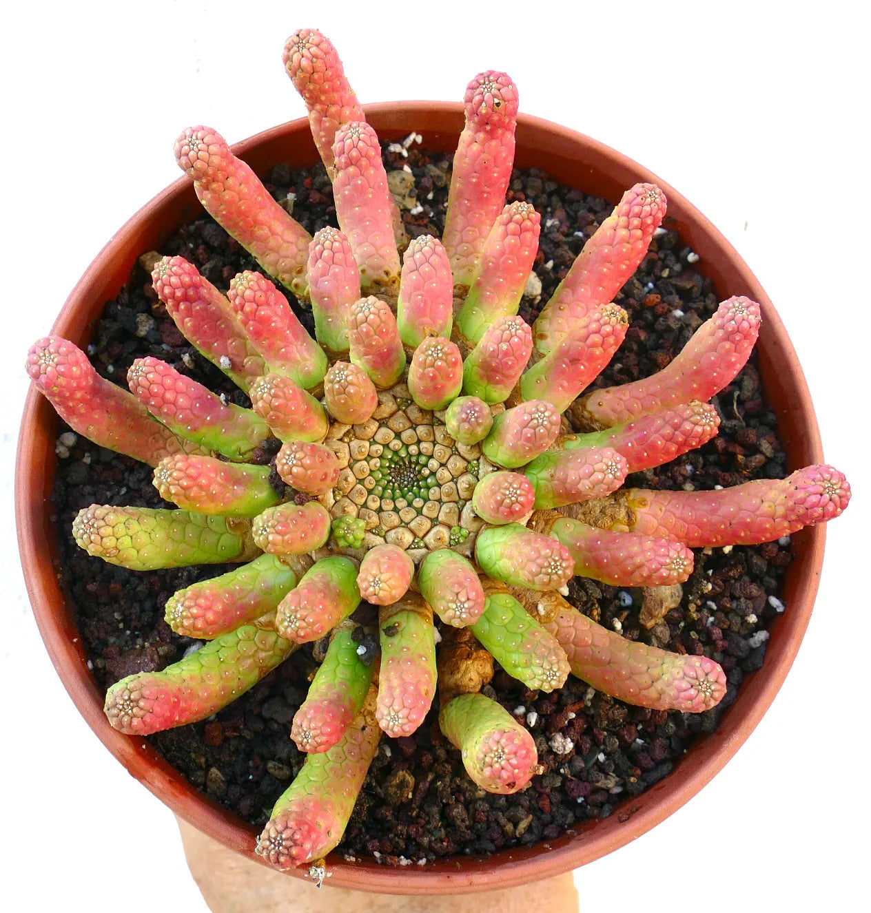 Euphorbia inermis succulent with pink and green finger-like stems in terracotta pot