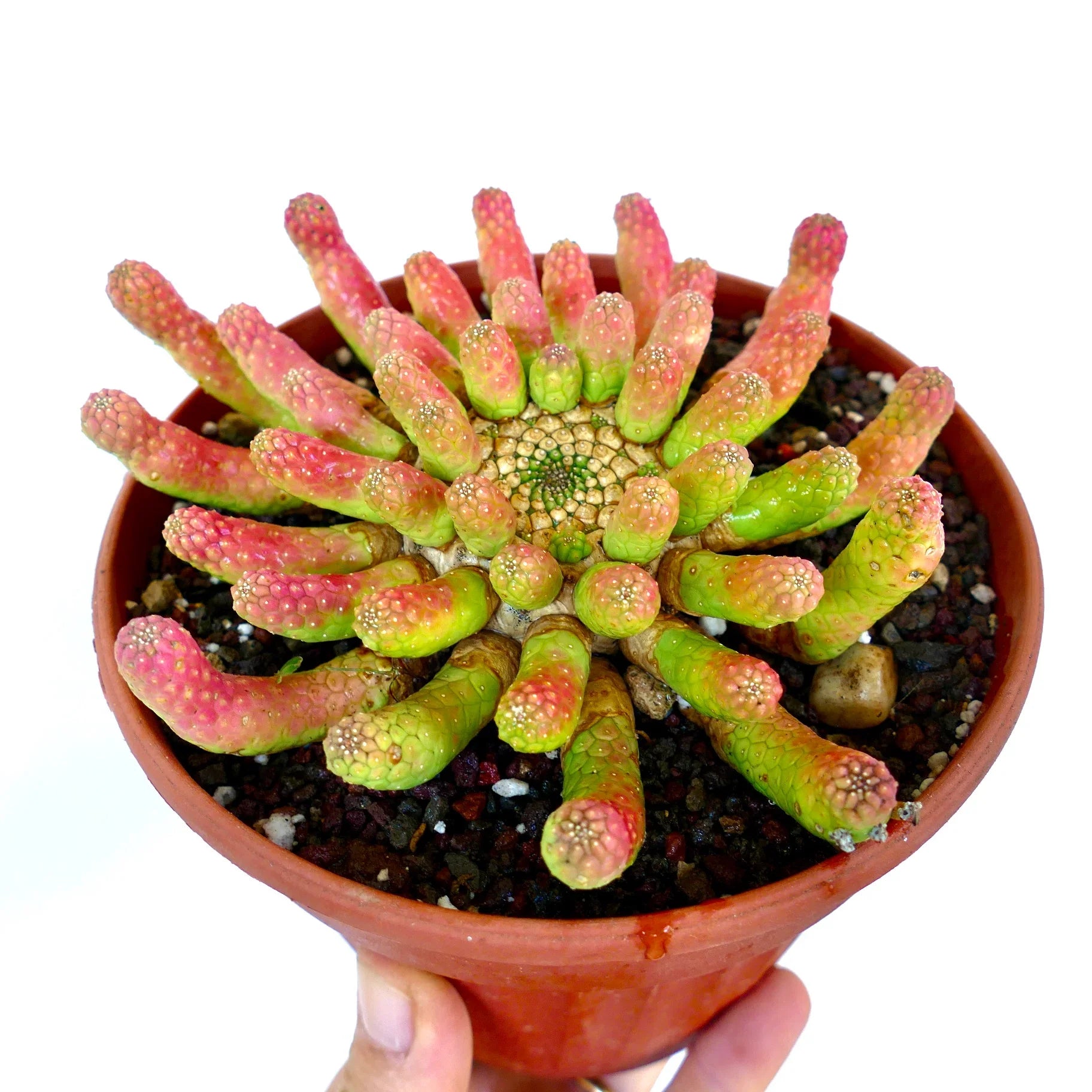 Euphorbia inermis succulent with pink and green finger-like stems in small pot