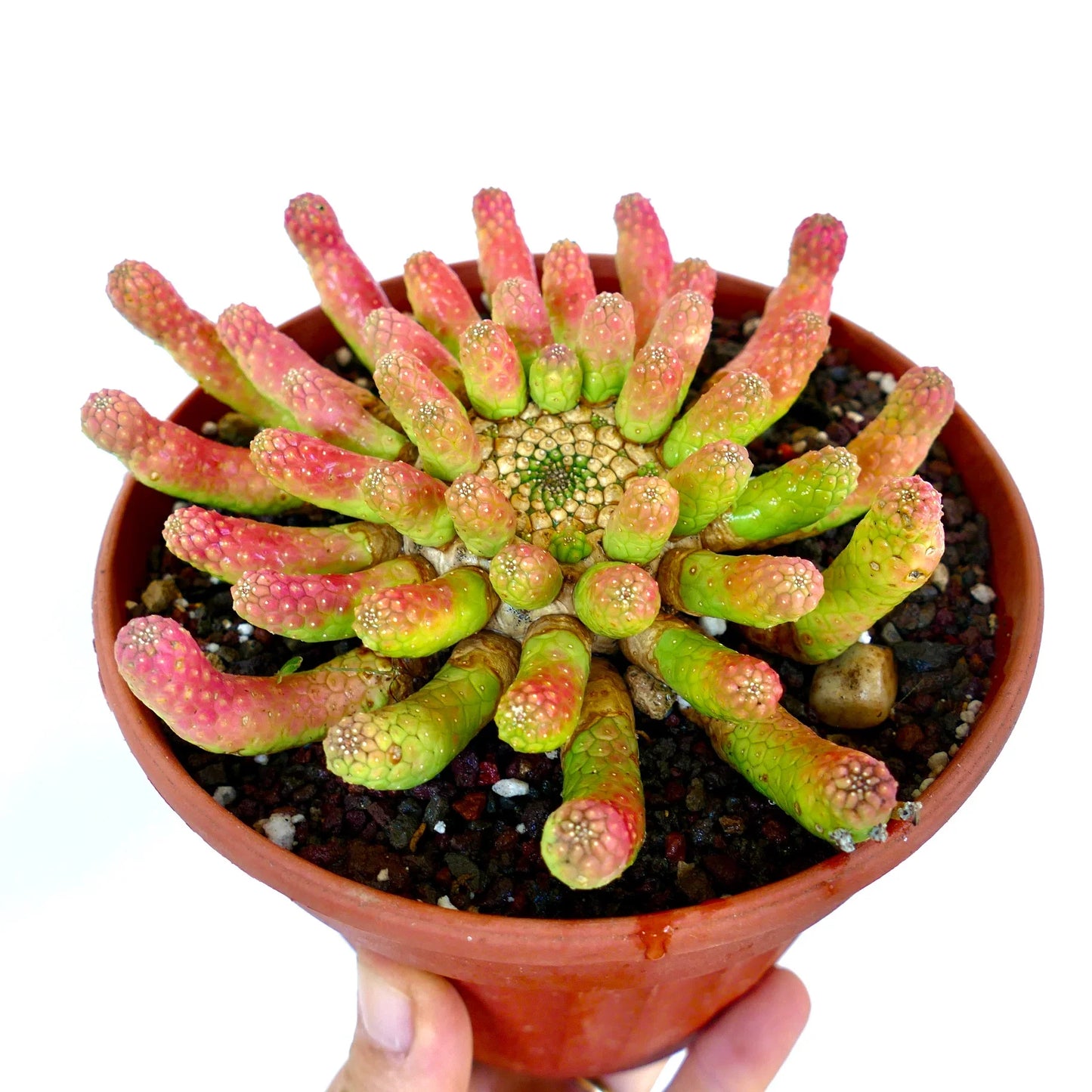 Succulenta Euphorbia inermis con steli verdi e rosa a forma di dito in vaso di terracotta