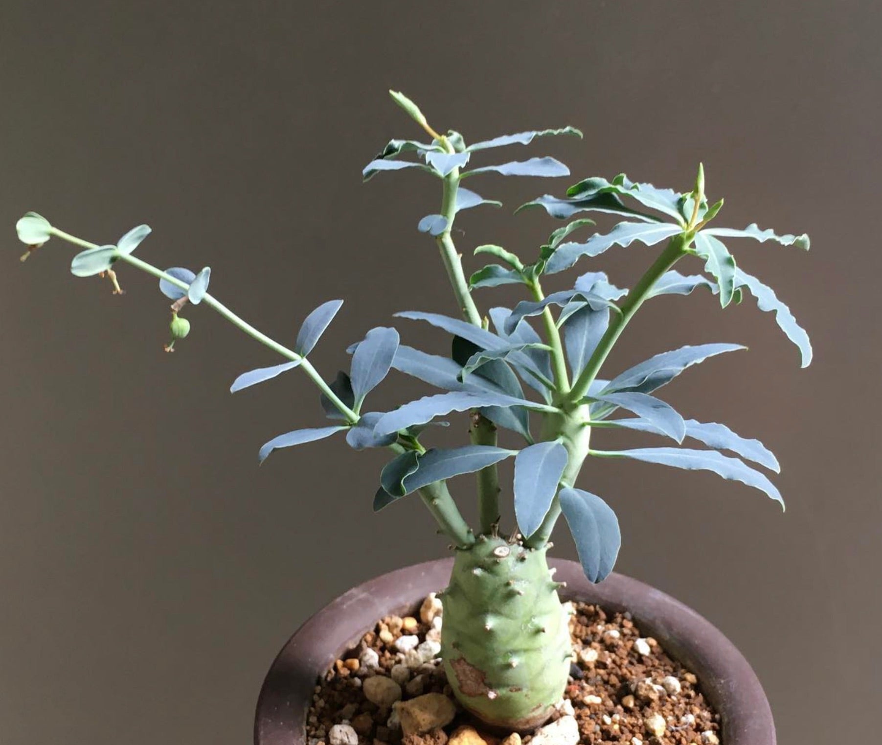 Euphorbia longituberculosa succulenta rara con fusto spesso e foglie blu-verdi in vaso